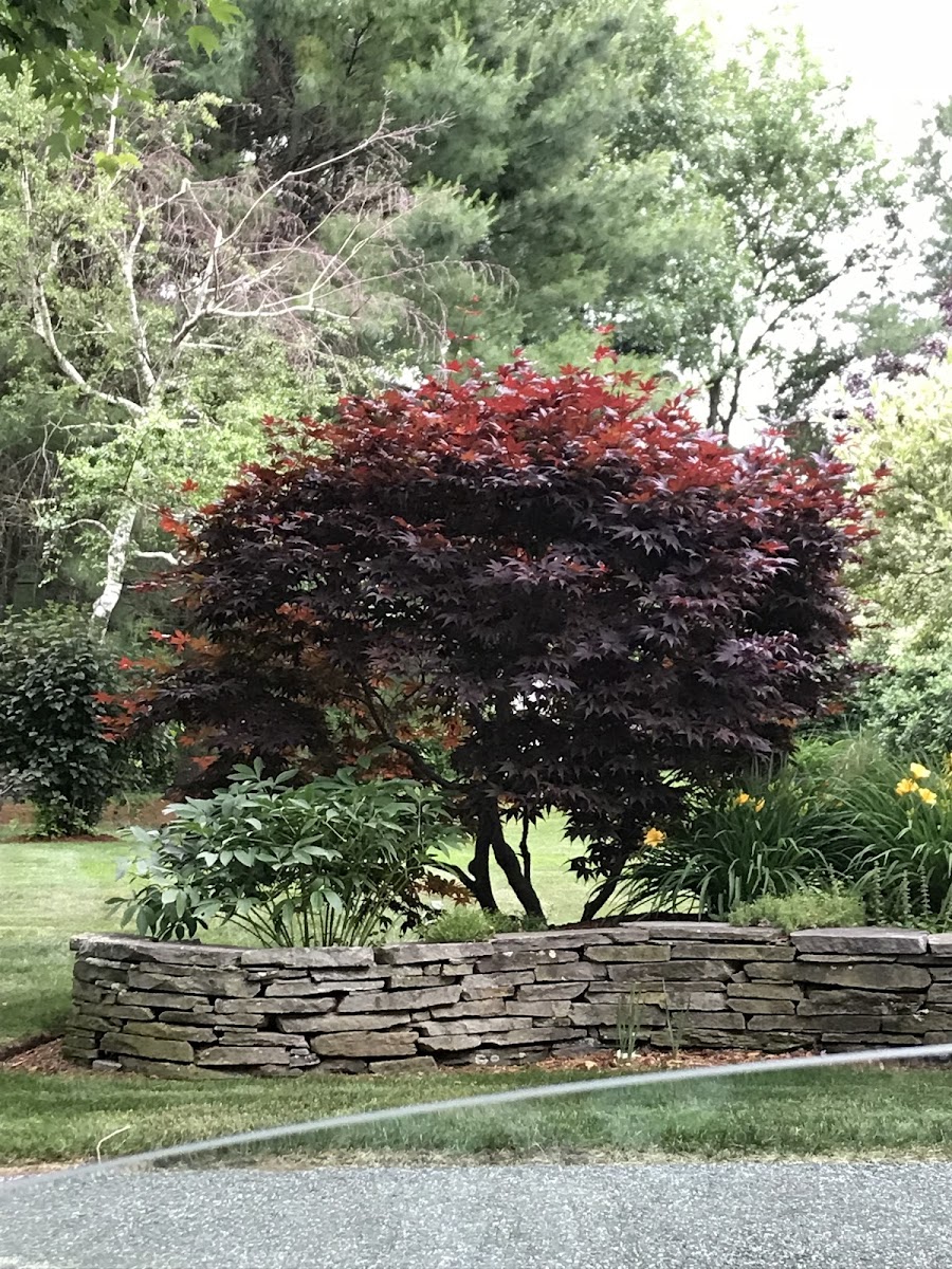 Japanese Maple