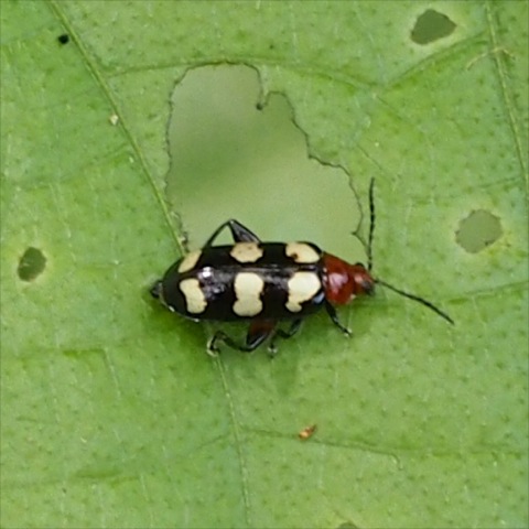 Flea Beetle