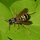 European paper wasp