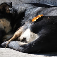 Che faccio, lo sveglio? di 