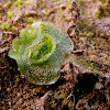 crescent-cup liverwort