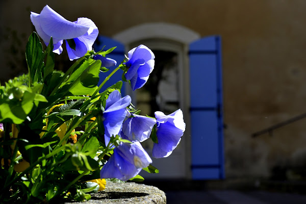 Colori provenzali... di margherita_messina