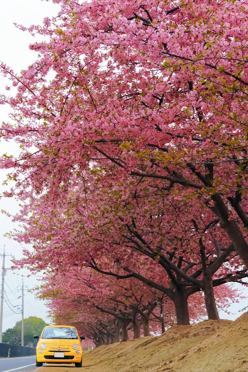 500の児島湖花回廊・河津桜・岡山に関するカスタム事例の投稿画像1枚目