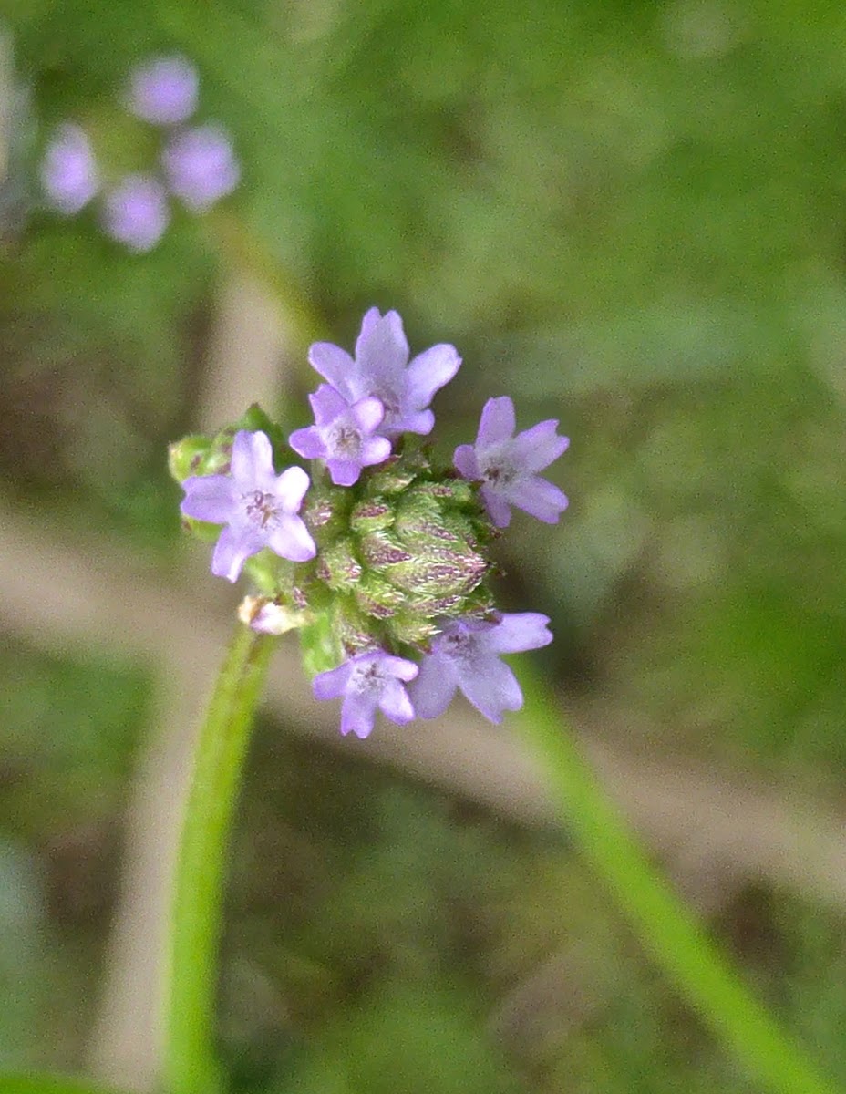 Vervain