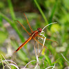 Needham's Skimmer Dragonfly