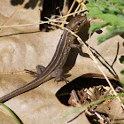 Balkan green lizard