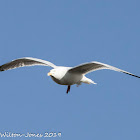 Herring Gull