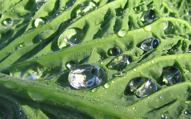 PEARLS IN  GREEN di brunosma