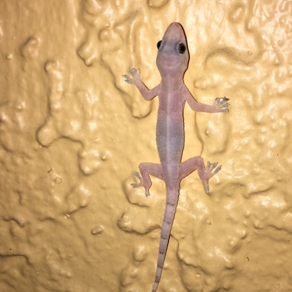 Common house gecko