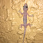 Common house gecko