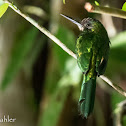 White-chinned Jacamar