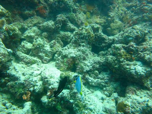 Underwater in The Maldives 2014