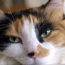 Calico Cats HD Wallpapers Pet Theme