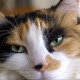 Calico Cats HD Wallpapers Pet Theme