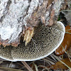 Hairy-topped Polypore