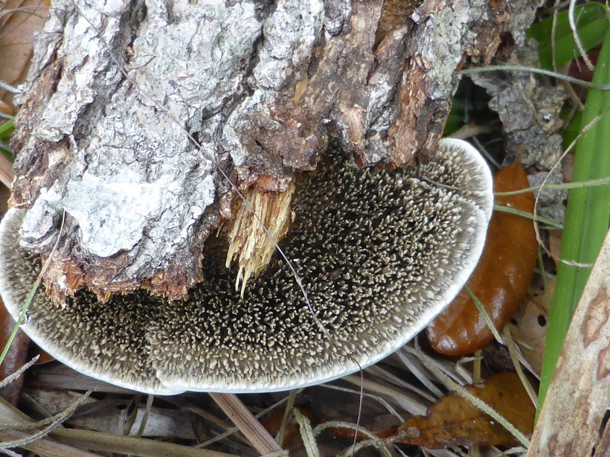 Hairy-topped Polypore