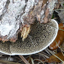 Hairy-topped Polypore