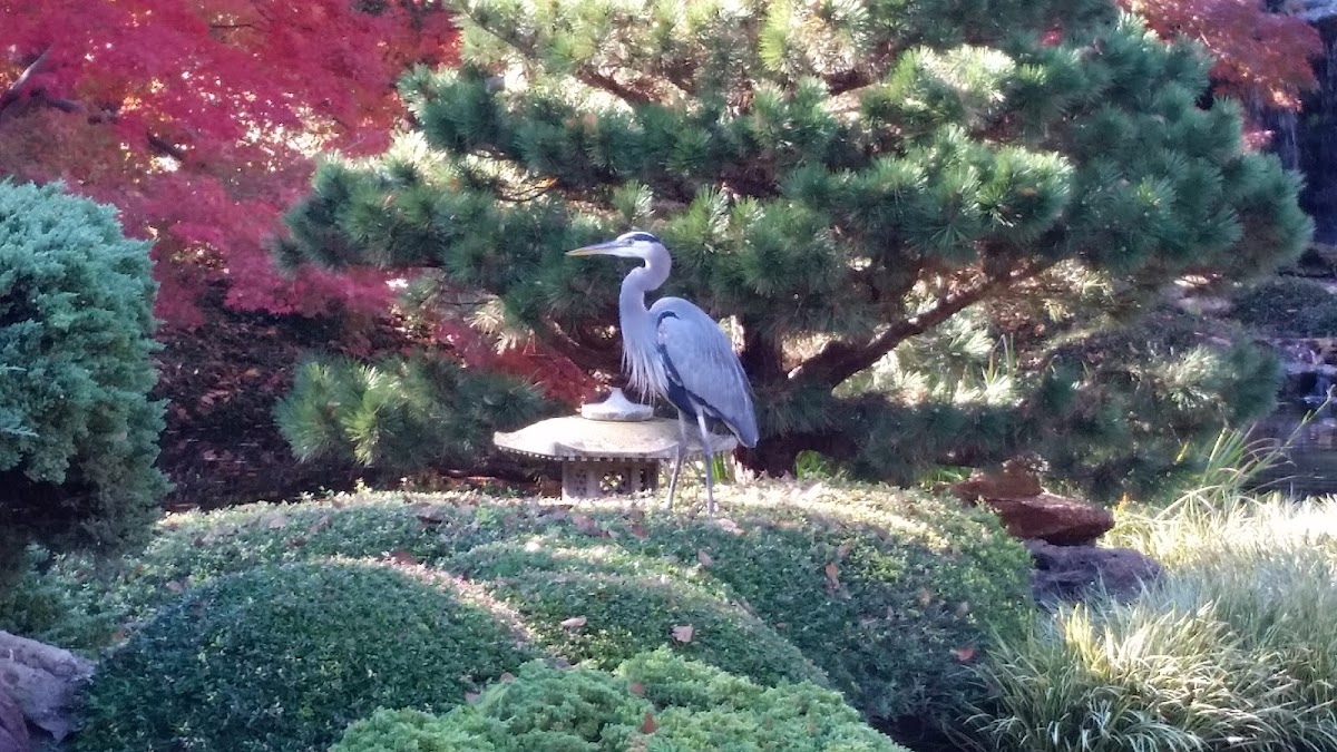 Great blue heron