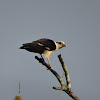 Yellow-headed caracara