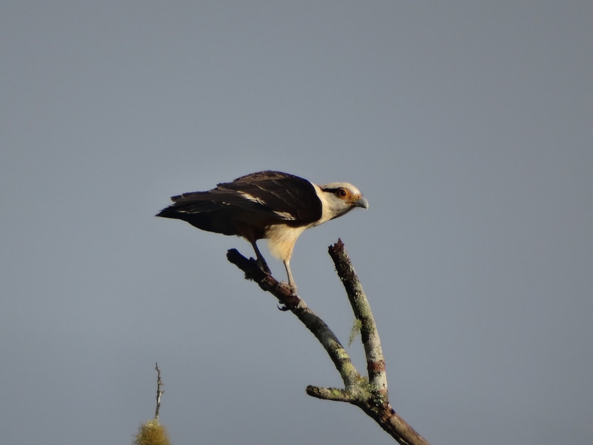 Yellow-headed caracara