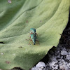 Green Immigrant Leaf Weevil