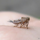 Planthopper