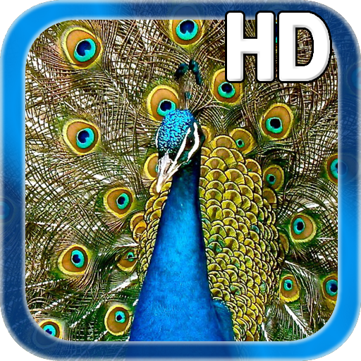 Birds Peacock LWP Free 個人化 App LOGO-APP開箱王