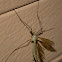 Crane Fly