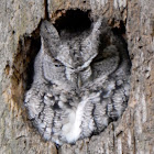 Eastern Screech-Owl