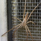 Slender running crab spider