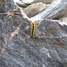 Sweet gale moth larvae