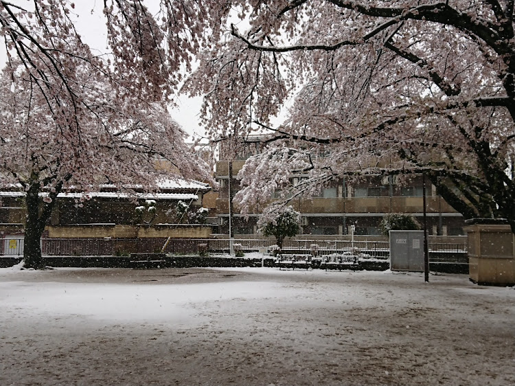 スイフトスポーツの雪・桜・雪と桜のコラボ・季節がおかしいに関するカスタム事例の投稿画像2枚目