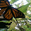 Monarch Butterfly