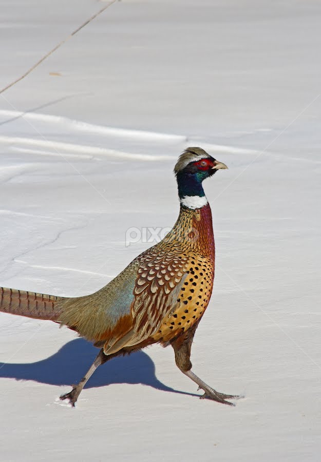 Rooster Pheasant, Birds, Animals