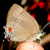 Marius Hairstreak