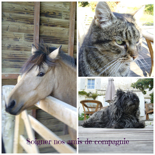 soigner-chien-chat-cheval-avec-des-huiles-essentiels