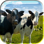 Singing and Dancing Cow LiveWP Apk