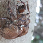 Cicada(nymph molt)