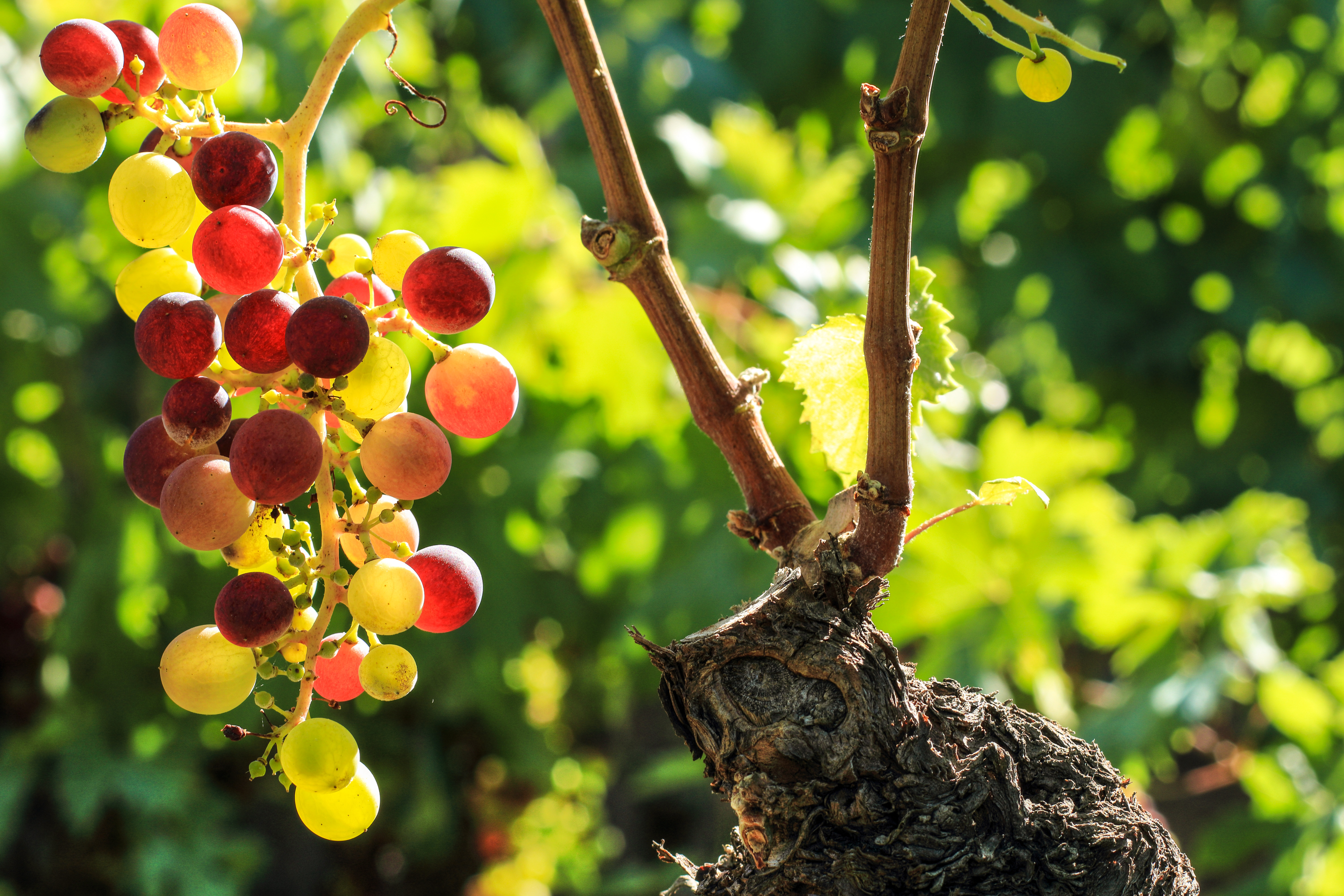 Il vino italiano di guazzini.com