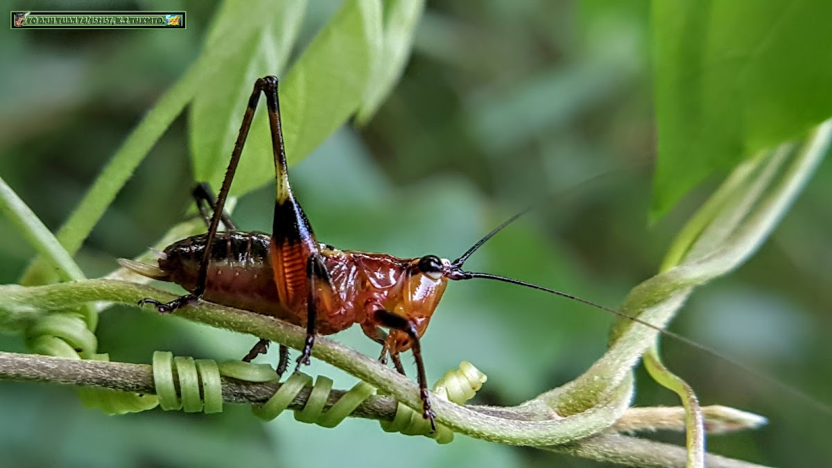 Black-kneed meadow katydid.