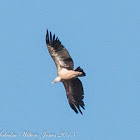 Griffon Vulture; Buitre Leonado