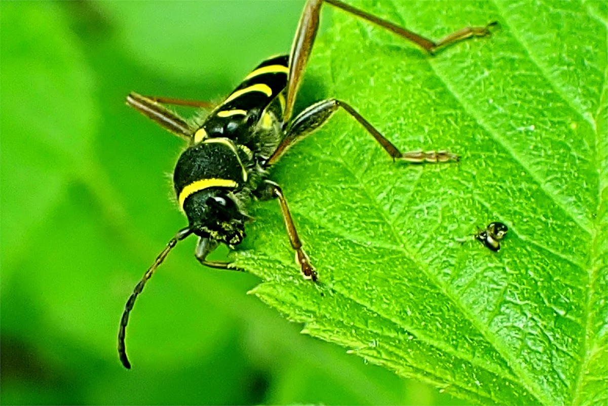 Wasp beetle