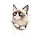 Grumpy Cat HD Wallpapers New Tab