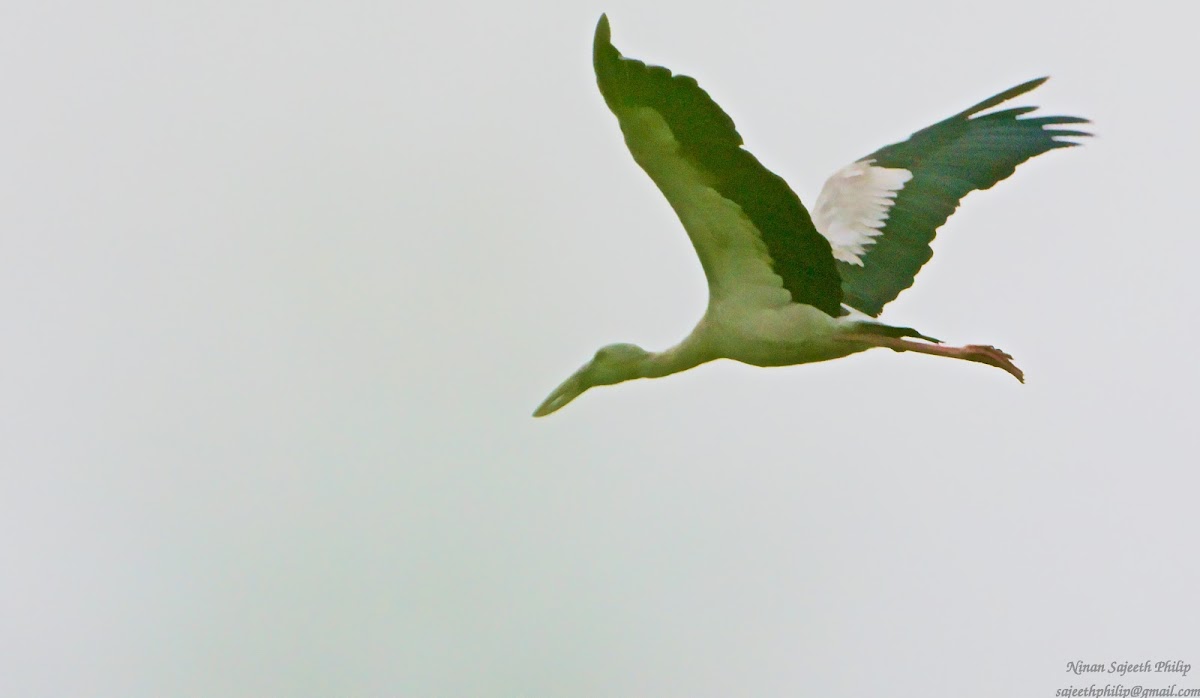 Open-Billed Stork