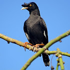 Crested Myna