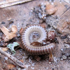 Millipede