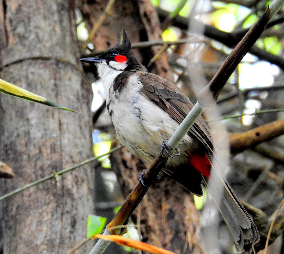 The red-whiskered bulbul