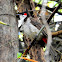 The red-whiskered bulbul