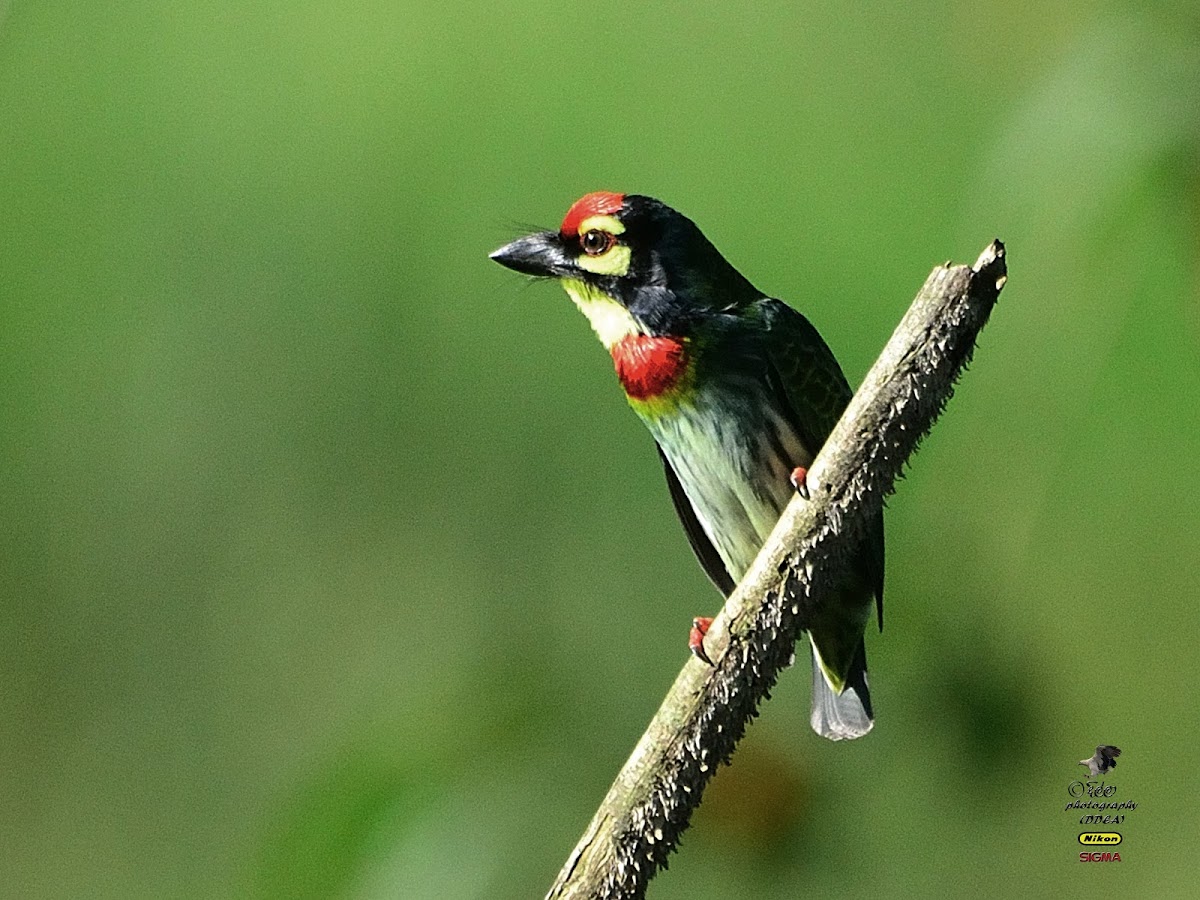 COPPERSMITH BARBET / CRIMSON BREASTED BARBET