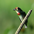 COPPERSMITH BARBET / CRIMSON BREASTED BARBET